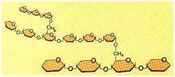 Polysaccharides Starches are many monosaccharides linked together in a single chain. These are called Polysaccharides.