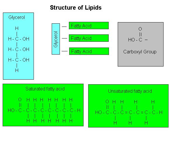 More efficient in storing energy Lipids are made of 2 parts Glycerol -