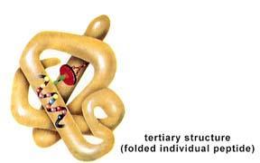 Tertiary Structure The protein then can compact and
