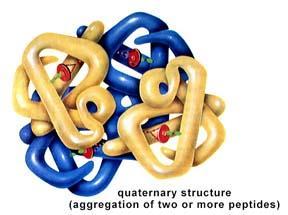 Quaternary Structure Several Proteins then can can combine and form a protein s Quaternary Structure Various conformations are usually
