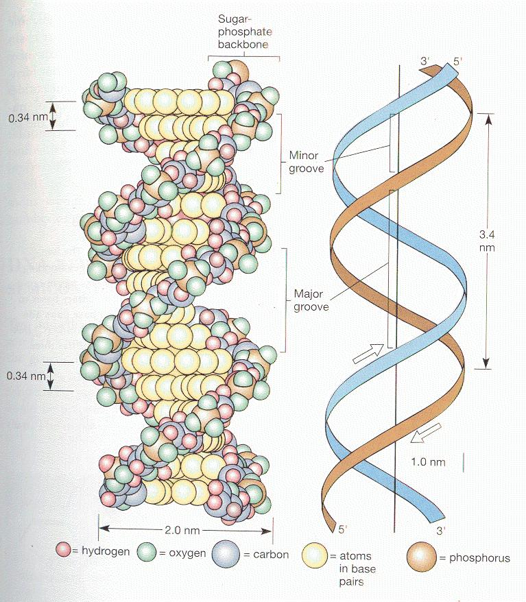 Nucleic Acids Two types of Nucleic acids DNA Deoxyribonucleic Acid) RNA