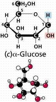 Carbohydrates Includes: Sugars, starches, cellulose & glycogen Made of Carbon ( C ), Hydrogen ( H ), and Oxygen (O ) Following ratio of elements C n H 2n O n Sugars: Provide