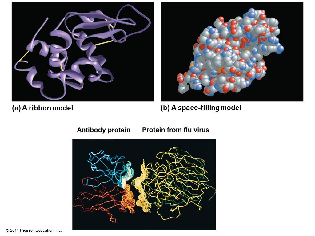 Protein Structure and Function A functional protein consists of one or