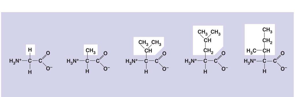 Fig. 5-17a Nonpolar Glycine (Gly or G) Alanine