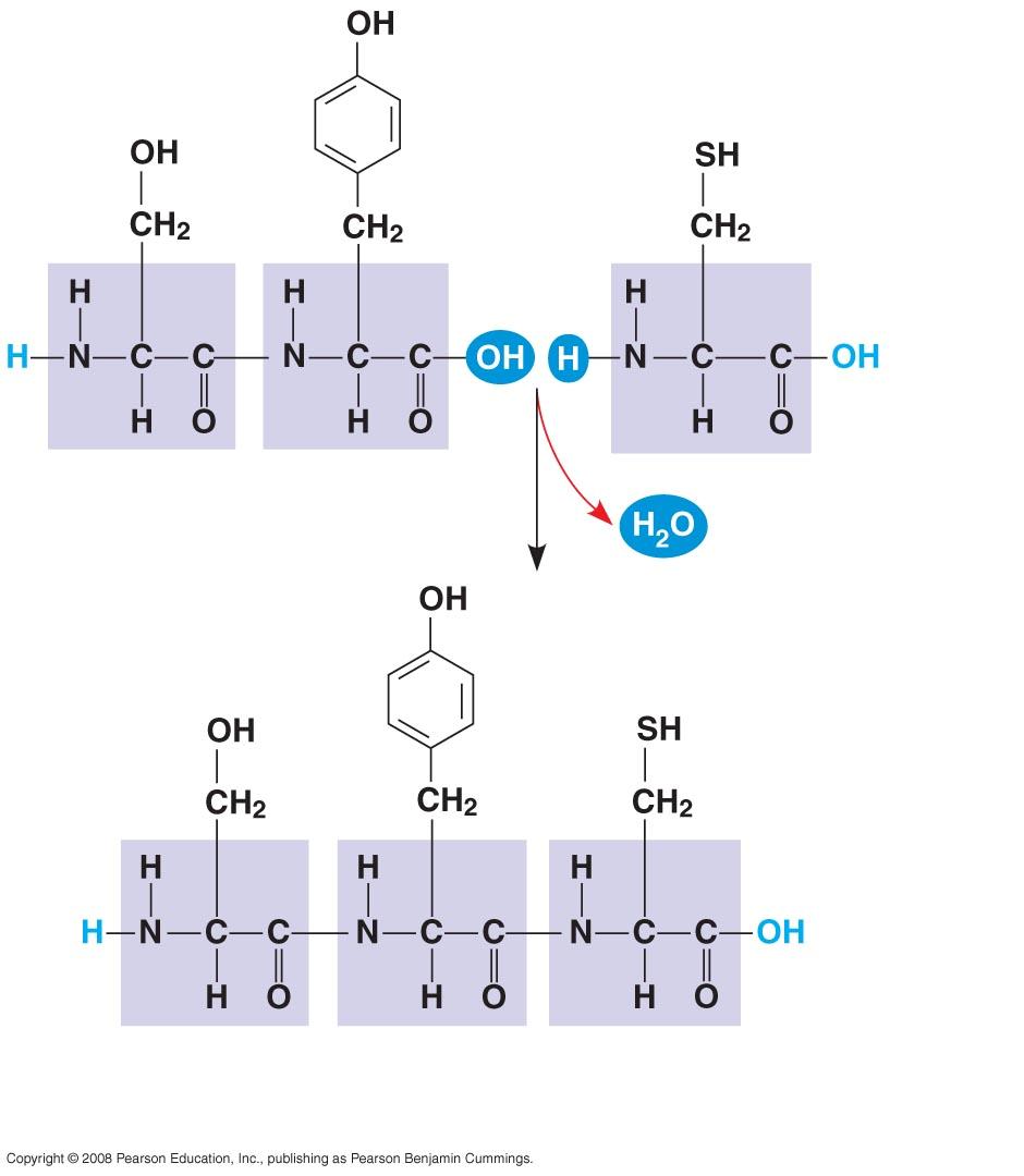 Fig. 5-18 Peptide bond Making a polypeptide chain (a) Peptide bond