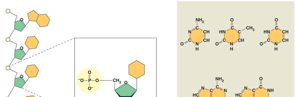 Fig. 5-27 5 C 5 end Nitrogenous bases Pyrimidines 3 C Nucleoside Nitrogenous base