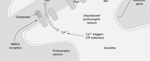 characteristics of the dendritic spines transmit EPSPs more effectively to the dendrites Via a postsynaptic to presynaptic cell message, the efficiency of presynaptic neurotransmitter release is