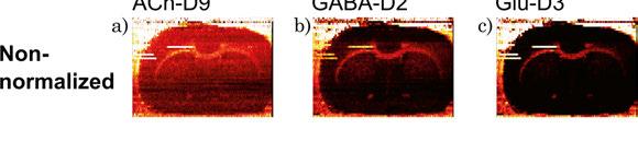 Figure 15 -Ion images of ACh, GABA and Glu in a rat brain tissue section.