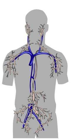 Lymphatic transport of drugs By