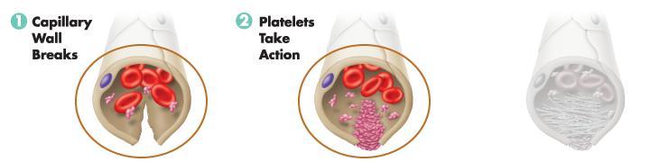 Platelets When platelets come in contact with the edges of a broken blood vessel, their surface becomes sticky, and they cluster around