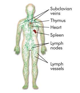Role in Immunity The thymus and spleen play important roles in the immune functions of the lymphatic system.