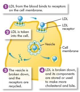 Identifying the LDL Receptor Brown and Goldstein discovered LDL receptors on the cell membrane of liver cells that bind LDL and take it into the cells (1).