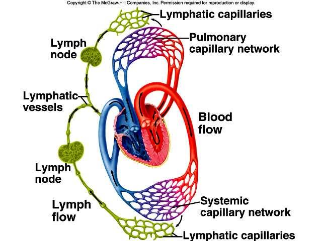 Overview of the Lymphatic System Slide 4 Major Functions of the Lymphatic System: fluid balance - excess interstitial fluid from tissue spaces (interstitial spaces) is returned to the blood by the