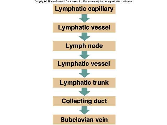 Lymphatic Vessels and Lymph Flow SLIDE 6 LYMPHATIC CAPILLARIES (fig. 20.