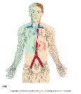 blood to the heart using a similar mechanism); like veins, lymph vessels have valves to keep the fluid moving in one