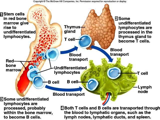 Lymphoid Cells, Tissues, and Organs Slide 9 Types of Lymphocytes: T CELLS (T lymphocytes) - attack foreign cells or body cells infected by viruses; T cells mature and divide in the thymus; T cells