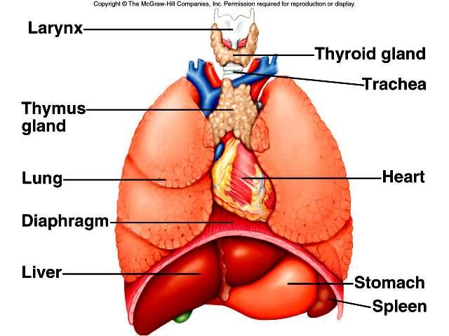 Lymphoid Cells, Tissues, and Organs-Slide 13 SPLEEN located in the superior, posterior, left abdominal cavity (fig. 20.