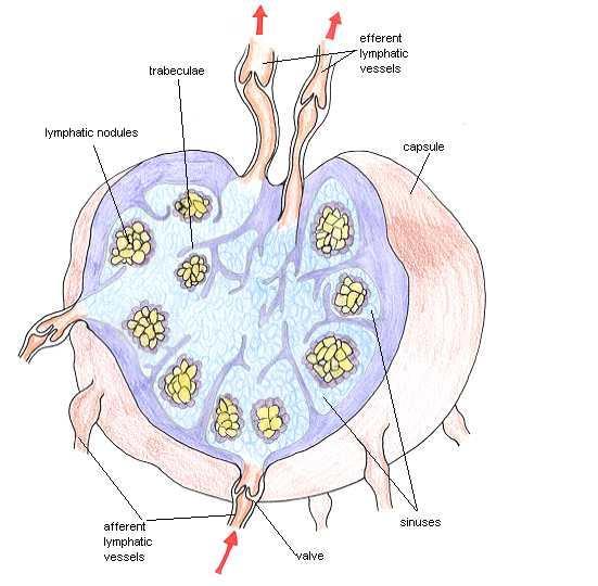 Functions of Lymph Nodes: filter potentially harmful foreign particles from lymph are centers for the production of lymphocytes (attack