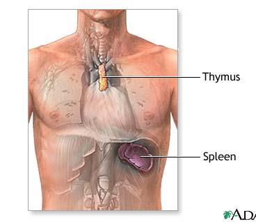 Thymus: THYMUS AND SPLEEN shrinks slowly after puberty contains large numbers of LYMPHOCYTES