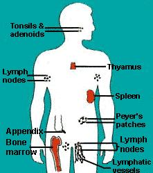 Spleen: largest lymphatic organ resembles