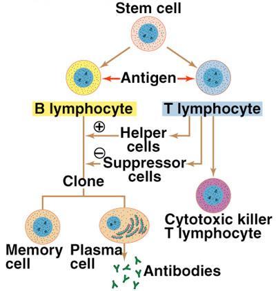 very precise Specific Defenses: target certain pathogens also known as IMMUNITY involve specialized lymphocytes (T cells and B