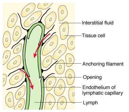 LYMPHATIC PATHWAYS Lymphatic capillaries microscopic, closed-end tubes that extend into intercellular spaces receive LYMPH
