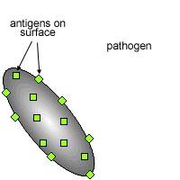 ANTIGENS ANTIGENS: specific foreign molecules that trigger an immune response; usually