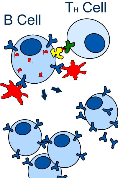 LYMPHOCYTES (T and B Cells) originate in the red bone marrow some reach the THYMUS, where they mature into T CELLS others, the B