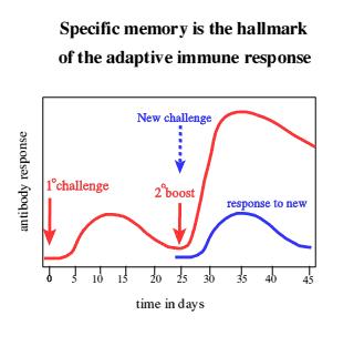 SECONDARY IMMUNE RESPONSE SECONDARY IMMUNE RESPONSE: the second response (exposure) to an antigen rapid