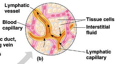 Functions of lymph: 1) returns to the bloodstream small proteins that leaked out of