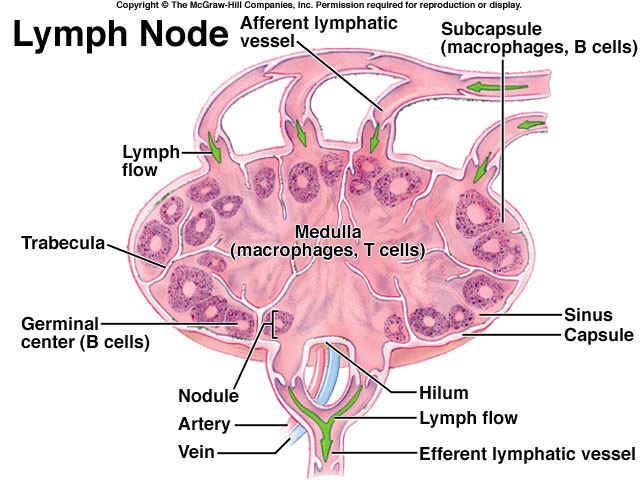 Lymph Nodes: Structure of a Lymph Node: lymph nodes are subdivided