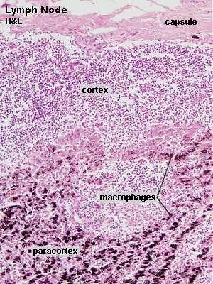 HISTOLOGICAL STRUCTURE Important site of B cells