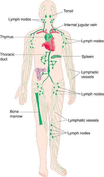 LYMPHOID ORGANS Widely distributed in body Lymphatic vessels collect lymph from