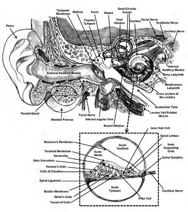 The ear and hearing The external ear (the pinna) collects sound and funnels sound to the inner ear. Anatomy of the ear is illustrated in Figure 1.
