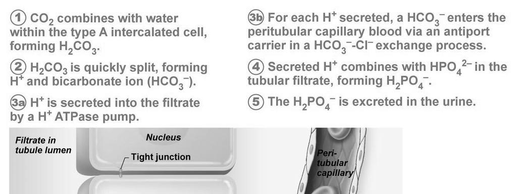 Excretion of Buffered H + Intercalated cells actively secrete H + into urine,
