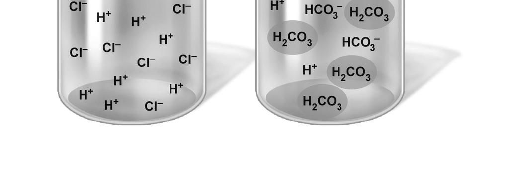 H + more slowly HCI H 2 CO 3 Efficient at preventing ph changes (a) A strong acid such as HCI dissociates completely into
