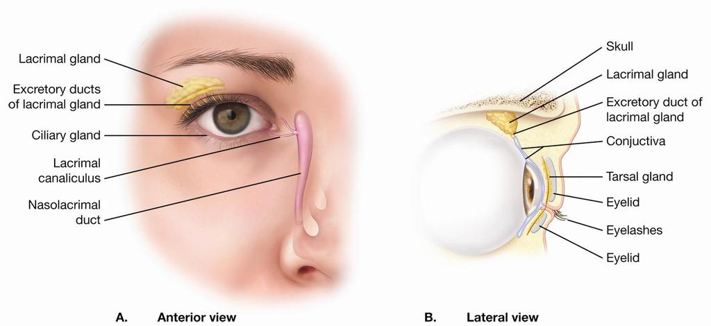 External Structures of the Eye tarsal