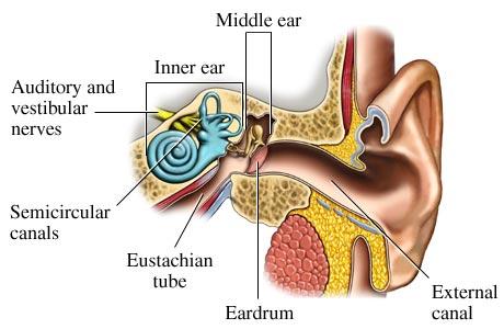 The External Ear The ear has three divisions or parts: external, middle, and inner ear.