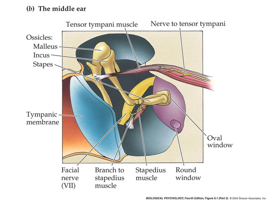 10 The Middle Ear Consists of a chamber between eardrum and cochlea containing three 3ny