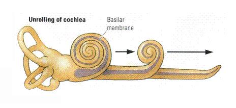The Unwound Cochlea Unwound cochlea is broad at the base and tapers at the apex.