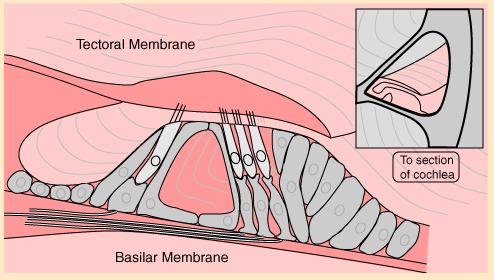 5 mm Cochlea Basilar Membrane 13 The Basilar Membrane Basilar membrane separates tympanic and middle canals.