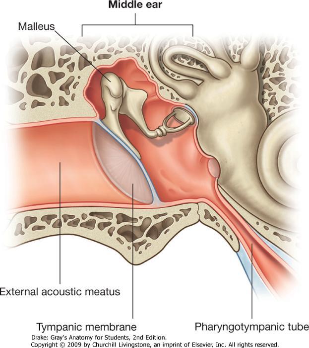 Contains o Auditory ossicles (bones of middle ear) Malleus Incus Stapes o