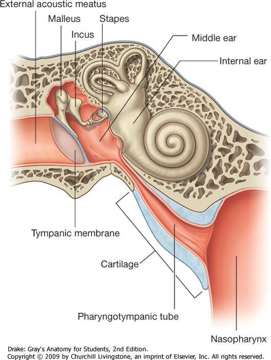 Auditory tube o Eustachian tube o Communication between middle ear and nasopharynx o Allow