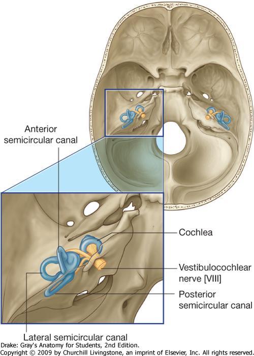 Inner ear Concerned with the reception of sound o maintenance of balance Lies
