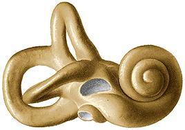 o Cochlea Consists of Spiral canal Bony core, the modiolus Concerned with hearing Contains the