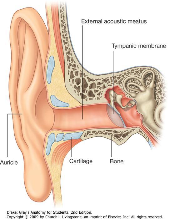The ear : o Divided into: