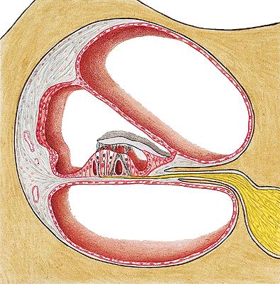 o Cochlear labyrinth Cochlear duct Filled with endolymph
