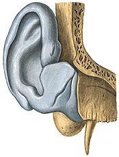 auditory meatus o External auditory (acoustic) meatus