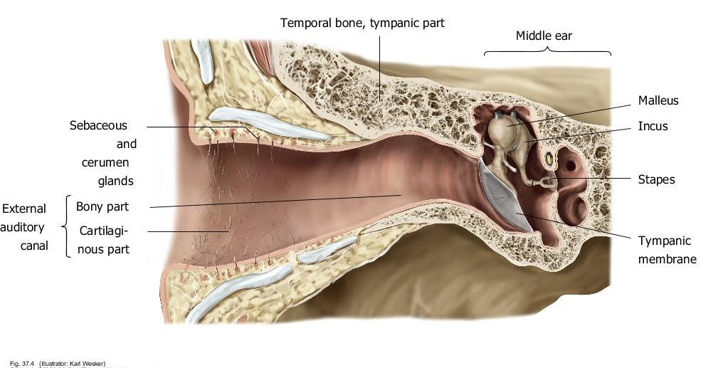 External ear o Lateral ⅓ cartilagenous normal skin o Medial ⅔