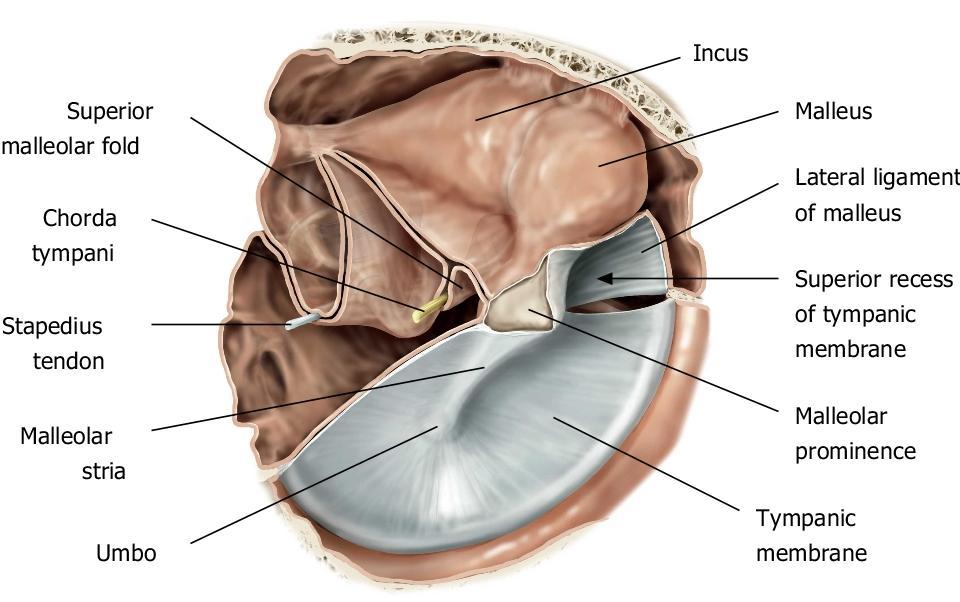 Tympanic membrane o Moves in response to air vibrations o Transmits